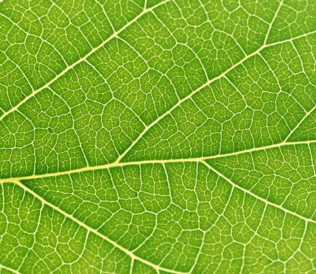 کنفرانس بین المللی برند سبز